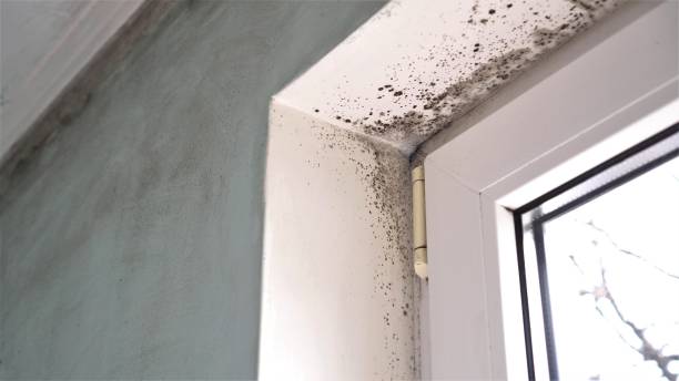 Best Post-Flood Mold Remediation in Fountain, CO