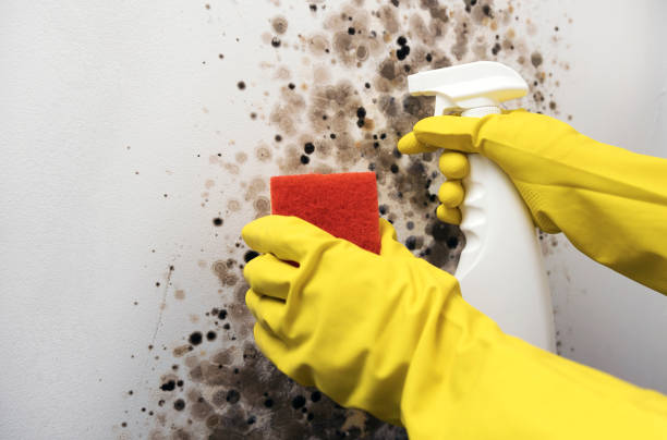 Professional Mold Remediation in Fountain, CO